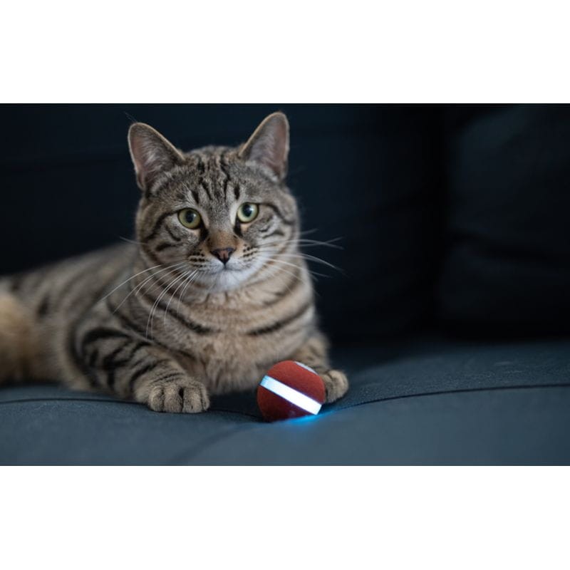 Pelota interactiva para gatos Cheerble M1 Rojo - Juguete para mascotas - Ítem5